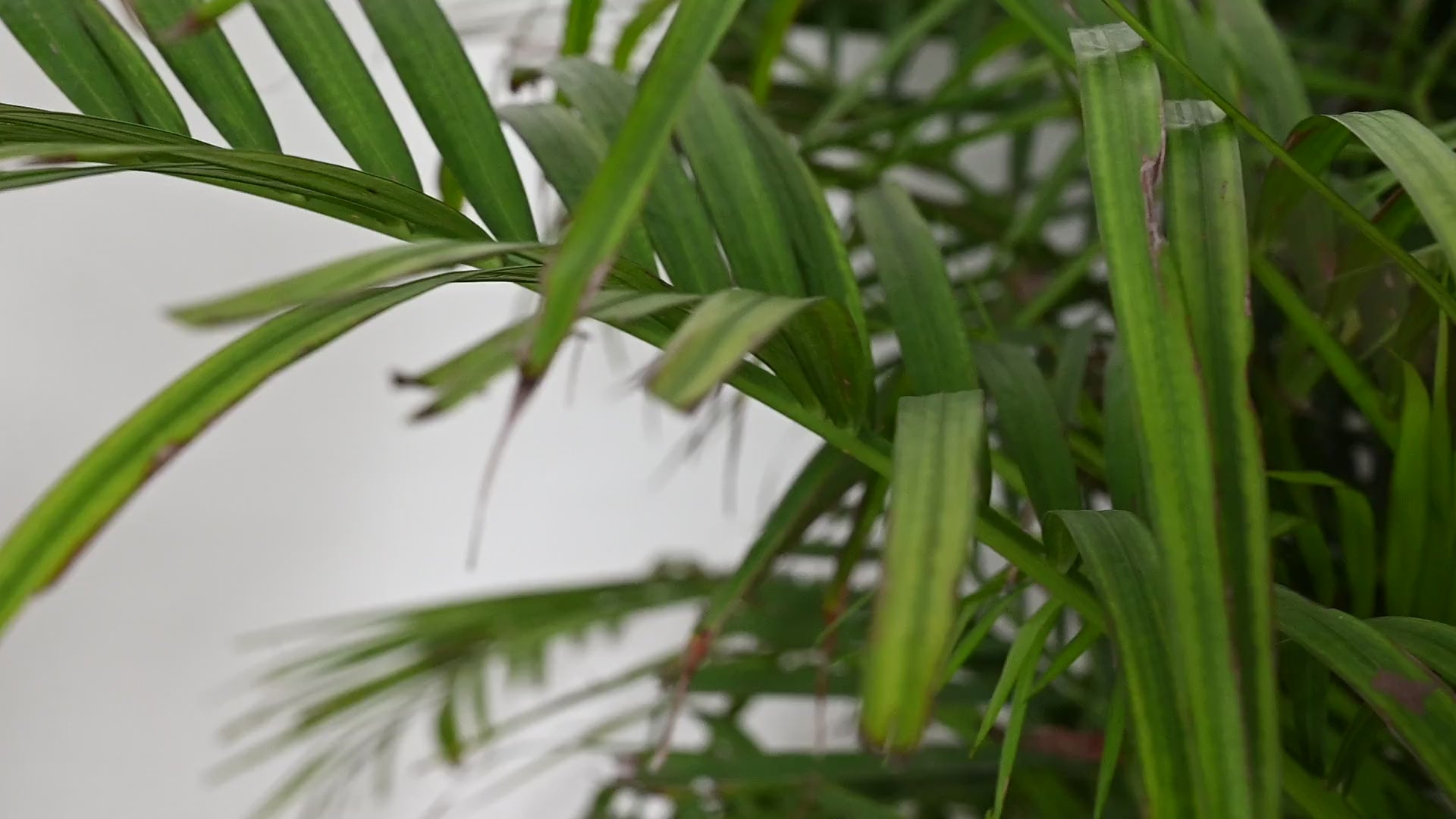 Black Wedding Dress Sash Belt Bridal Reversible Embroidery Belt Summer Obi Wrap Women Adjustable Bohemian Ethnic Customized Gift Sister